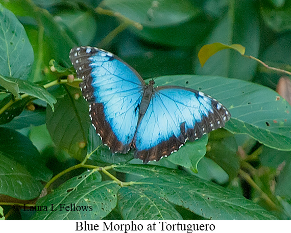 Blue Morpho - © James F Wittenberger and Exotic Birding LLC Blue Morpho - © James F Wittenberger and Exotic Birding LLC