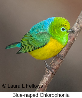 Blue-naped Chlorophonia - © Laura L Fellows and Exotic Birding LLC