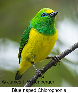 Blue-naped Chlorophonia - © James F Wittenberger and Exotic Birding LLC Blue-naped Chlorophonia - © James F Wittenberger and Exotic Birding LLC