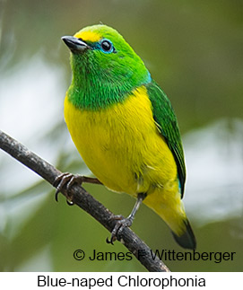 Blue-naped Chlorophonia - © James F Wittenberger and Exotic Birding LLC