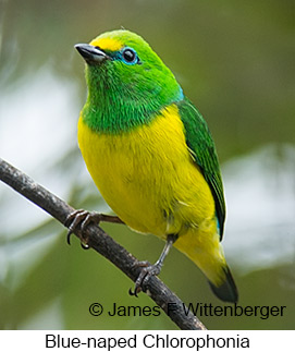 Blue-naped Chlorophonia - © James F Wittenberger and Exotic Birding LLC Blue-naped Chlorophonia - © James F Wittenberger and Exotic Birding LLC