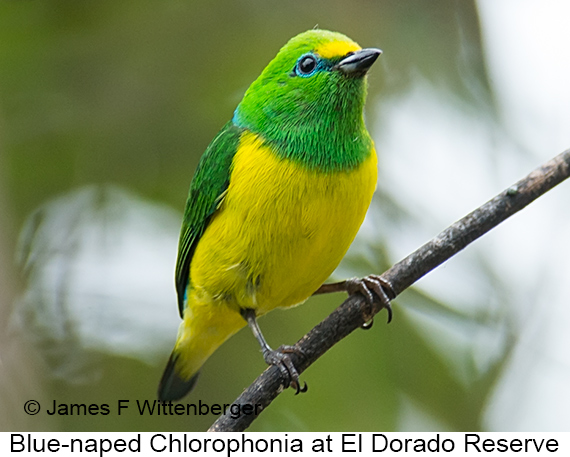 Blue-naped Chlorophonia - © James F Wittenberger and Exotic Birding LLC