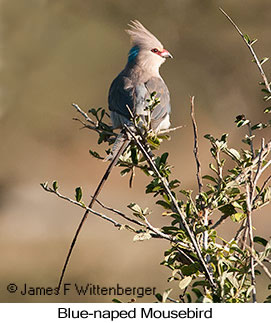 Blue-naped Mousebird - © James F Wittenberger and Exotic Birding LLC Blue-naped Mousebird - © James F Wittenberger and Exotic Birding LLC