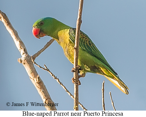 Blue-naped Parrot - © James F Wittenberger and Exotic Birding LLC