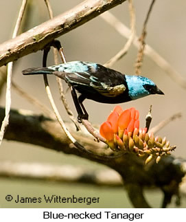 Blue-necked Tanager - © James F Wittenberger and Exotic Birding LLC