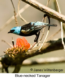 Blue-necked Tanager - © James F Wittenberger and Exotic Birding LLC