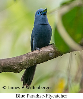 Blue Paradise-Flycatcher - © James F Wittenberger and Exotic Birding LLC