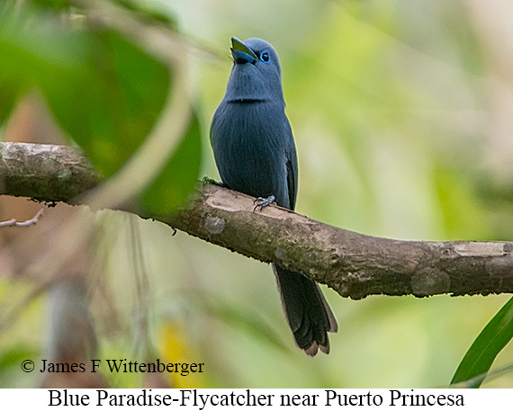 Blue Paradise-Flycatcher - © James F Wittenberger and Exotic Birding LLC