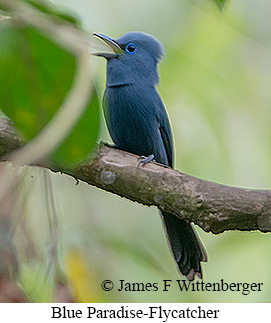 Blue Paradise-Flycatcher - © James F Wittenberger and Exotic Birding LLC