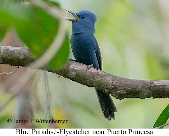 Blue Paradise-Flycatcher - © James F Wittenberger and Exotic Birding LLC