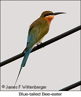 Blue-tailed Bee-eater - © James F Wittenberger and Exotic Birding LLC