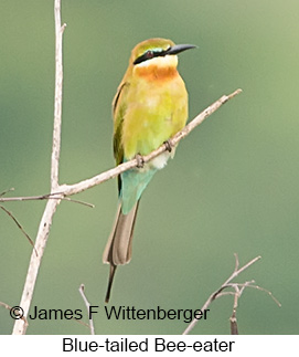 Blue-tailed Bee-eater - © James F Wittenberger and Exotic Birding LLC