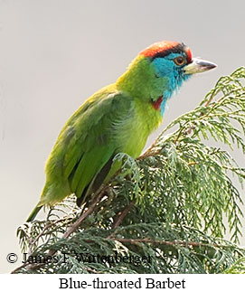 Blue-throated Barbet - © James F Wittenberger and Exotic Birding LLC