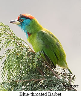 Blue-throated Barbet - © James F Wittenberger and Exotic Birding LLC