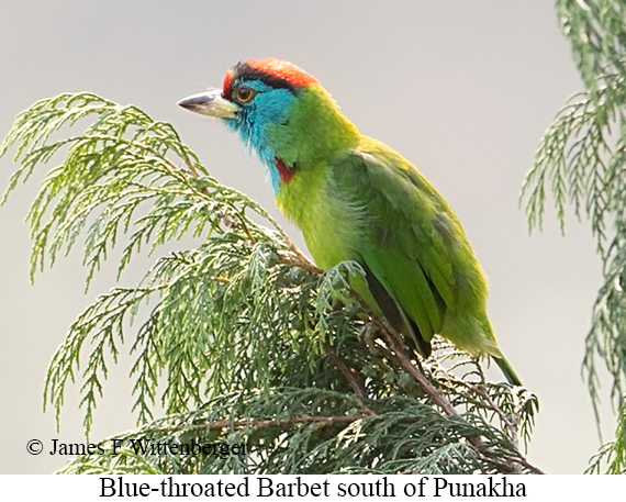Blue-throated Barbet - © James F Wittenberger and Exotic Birding LLC