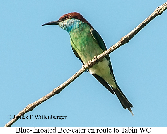 Blue-throated Bee-eater - © James F Wittenberger and Exotic Birding LLC Blue-throated Bee-eater - © James F Wittenberger and Exotic Birding LLC