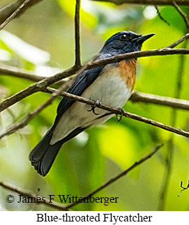 Blue-throated Flycatcher - © James F Wittenberger and Exotic Birding LLC Blue-throated Flycatcher - © James F Wittenberger and Exotic Birding LLC
