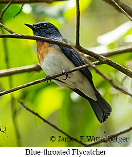 Blue-throated Flycatcher - © James F Wittenberger and Exotic Birding LLC