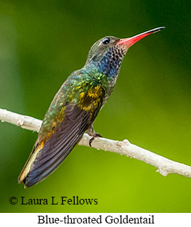 Blue-throated Goldentail - © Laura L Fellows and Exotic Birding LLC