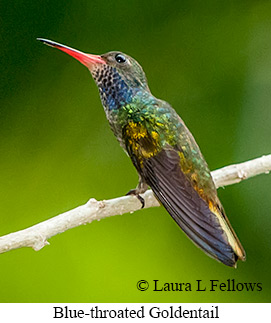 Blue-throated Goldentail - © Laura L Fellows and Exotic Birding LLC