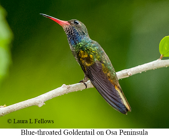 Blue-throated Goldentail - &copy; James F Wittenberger and Exotic Birding LLC