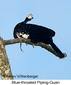 Blue-throated Piping-Guan - © James F Wittenberger and Exotic Birding LLC