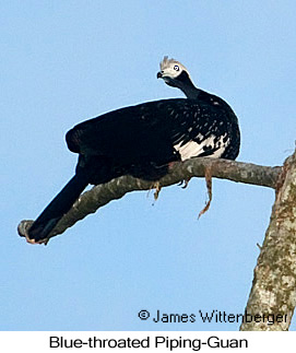 Blue-throated Piping-Guan - © James F Wittenberger and Exotic Birding LLC