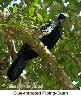 Blue-throated Piping-Guan - © James F Wittenberger and Exotic Birding LLC