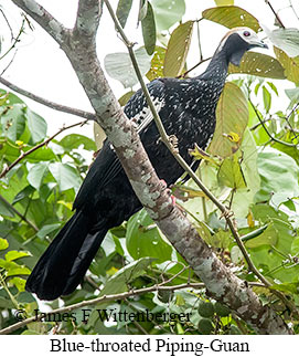 Blue-throated Piping-Guan - © James F Wittenberger and Exotic Birding LLC