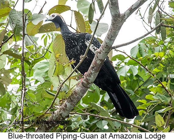 Blue-throated Piping-Guan - © James F Wittenberger and Exotic Birding LLC