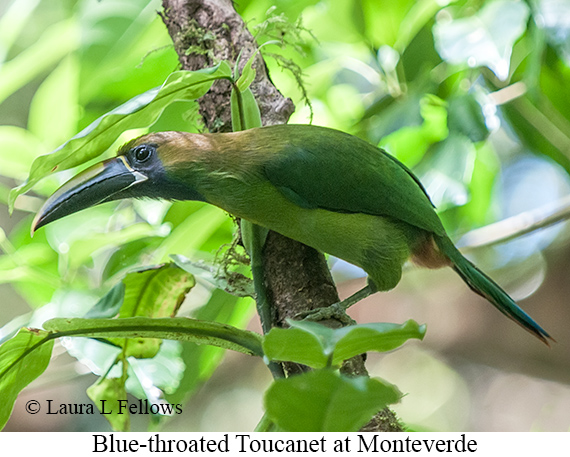 Blue-throated Toucanet - &copy; Laura L Fellows and Exotic Birding Tours
