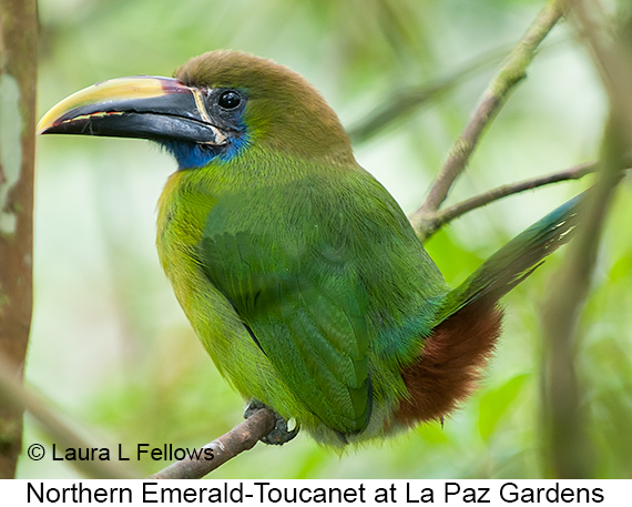 Northern Emerald-Toucanet - © James F Wittenberger and Exotic Birding LLC