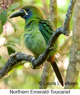 Northern Emerald-Toucanet - © Laura L Fellows and Exotic Birding LLC