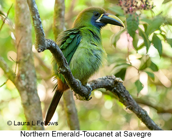 Northern Emerald-Toucanet - © Laura L Fellows and Exotic Birding LLC