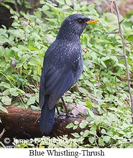 Blue Whistling-Thrush - © James F Wittenberger and Exotic Birding LLC