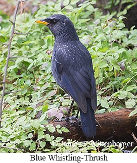 Blue Whistling-Thrush - © James F Wittenberger and Exotic Birding LLC Blue Whistling-Thrush - © James F Wittenberger and Exotic Birding LLC