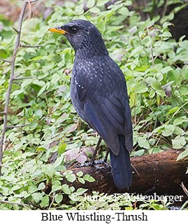 Blue Whistling-Thrush - © James F Wittenberger and Exotic Birding LLC