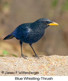 Blue Whistling-Thrush - © James F Wittenberger and Exotic Birding LLC
