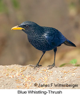 Blue Whistling-Thrush - © James F Wittenberger and Exotic Birding LLC