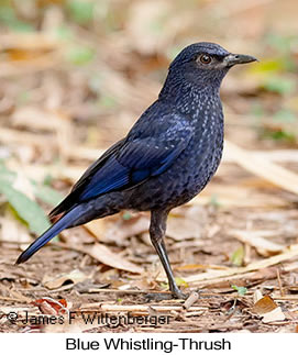 Blue Whistling-Thrush - © James F Wittenberger and Exotic Birding LLC