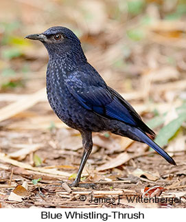 Blue Whistling-Thrush - © James F Wittenberger and Exotic Birding LLC