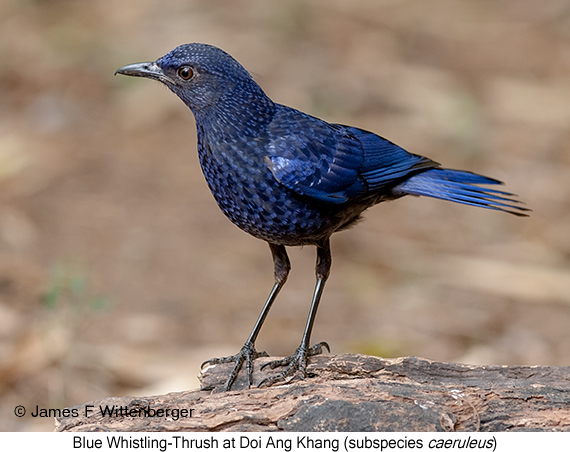 Blue Whistling-Thrush - © James F Wittenberger and Exotic Birding LLC