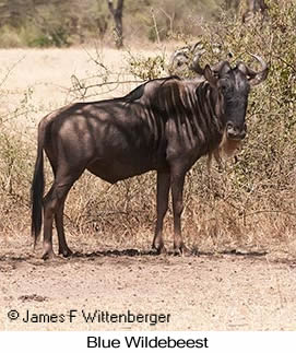 Blue Wildebeest - &copy; James F Wittenberger and Exotic Birding LLC