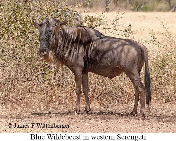 Blue Wildebeest - © James F Wittenberger and Exotic Birding LLC