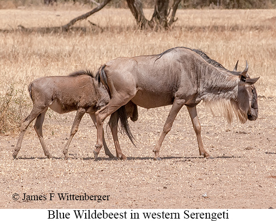 Blue Wildebeest - © James F Wittenberger and Exotic Birding LLC