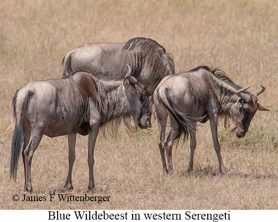 Blue Wildebeest - © James F Wittenberger and Exotic Birding LLC