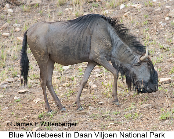 Blue Wildebeest - © James F Wittenberger and Exotic Birding LLC