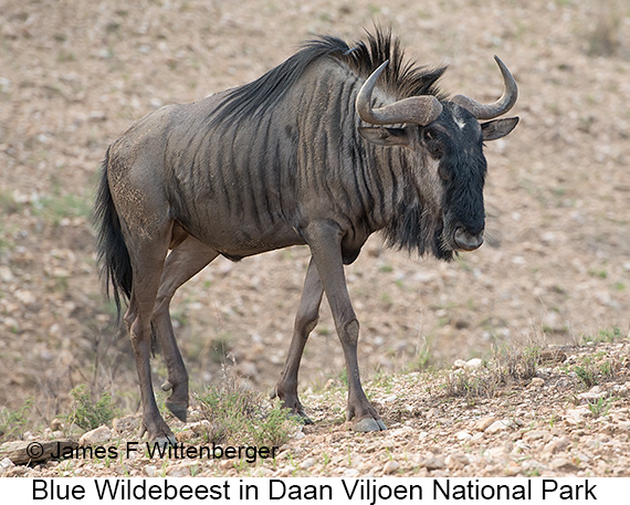 Blue Wildebeest - © James F Wittenberger and Exotic Birding LLC