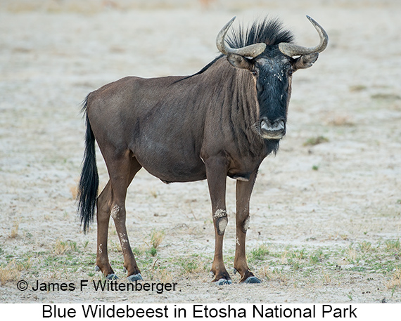 Blue Wildebeest - © James F Wittenberger and Exotic Birding LLC