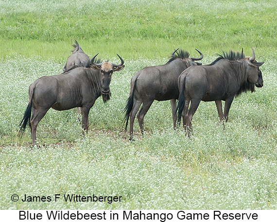 Blue Wildebeest - © Laura L Fellows and Exotic Birding Tours Blue Wildebeest - © Laura L Fellows and Exotic Birding Tours